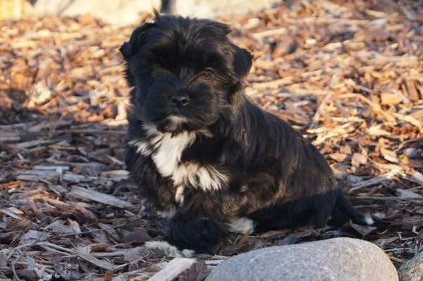 Kääpiö pennut. Loimaa - photo 7