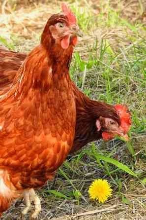 Ruskeita Brown Nick- kanoja Vesilahti