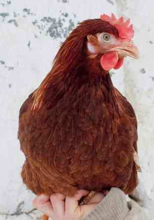 Ruskeita Brown Nick- kanoja Vesilahti