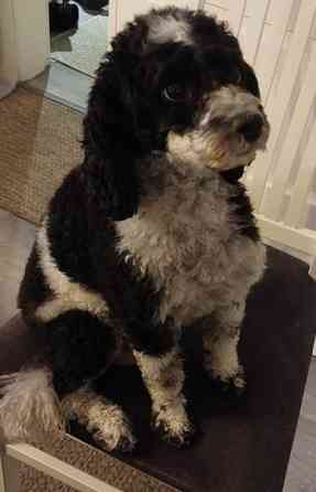 Kiharaturkkinen kääpiö pentu Kurikka