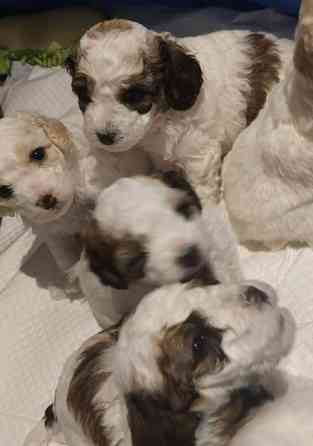 Kiharaturkkinen kääpiö pentu Kurikka