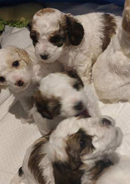 Kiharaturkkinen kääpiö pentu Kurikka – foto 1