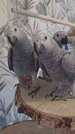 Harmaapapukaija Porvoo