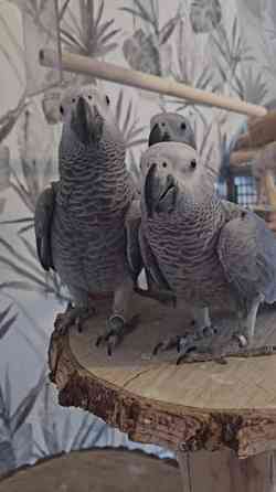 Harmaapapukaija Porvoo