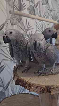 Harmaapapukaija Porvoo