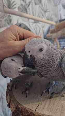 Harmaapapukaija Porvoo