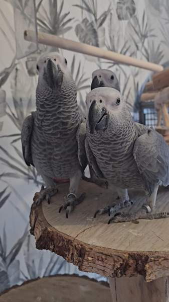 Harmaapapukaija Porvoo – foto 2