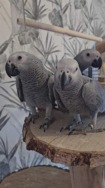 Harmaapapukaija Porvoo – foto 1