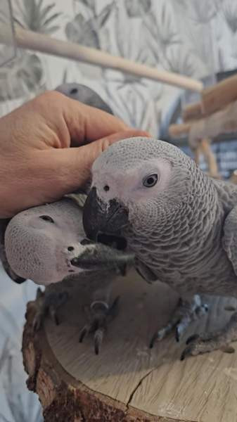 Harmaapapukaija Porvoo – foto 4