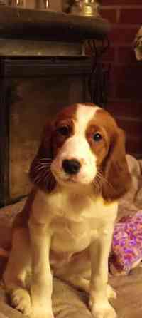 Punavalkoisen irlanninsetterin pentuja Savonlinna