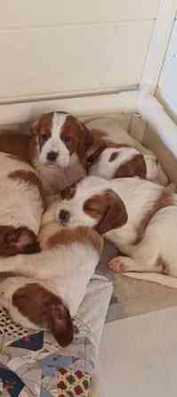 Punavalkoisen irlanninsetterin pentuja Savonlinna