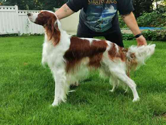 Punavalkoisen irlanninsetterin pentuja Savonlinna