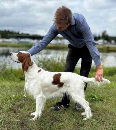 Punavalkoisen irlanninsetterin pentuja Savonlinna