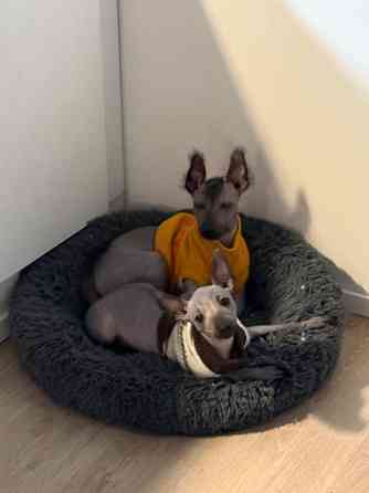 Meksikon karvatonkoira pentuja Эспоо