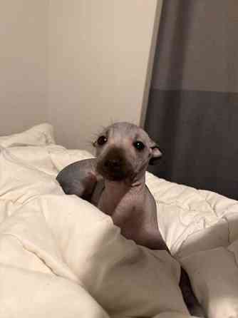 Meksikon karvatonkoira pentuja Эспоо