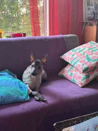 Meksikon karvatonkoira pentuja Эспоо