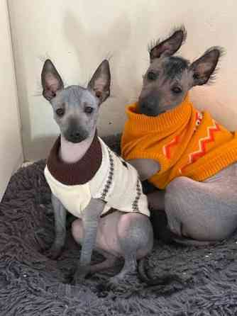 Meksikon karvatonkoira pentuja Эспоо