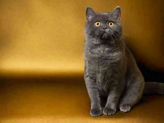 Brittiläiset kissanpennut Alavus