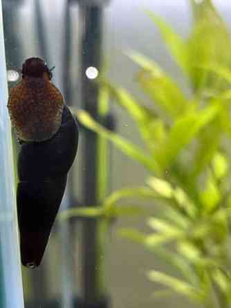 Ostetaan Kiuruvesi Iisalmi Pyhäjärvi Vieremä Sonkajärvi Kiuruvesi