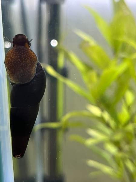 Ostetaan Kiuruvesi Iisalmi Pyhäjärvi Vieremä Sonkajärvi Kiuruvesi - photo 1