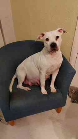 Vahvoja pentuja Rauma