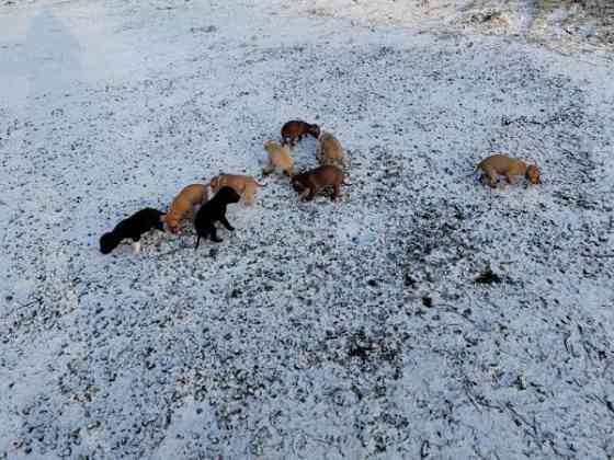 Vahvoja pentuja Rauma