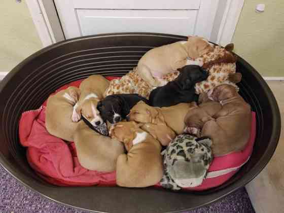 Vahvoja pentuja Rauma