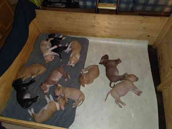 Vahvoja pentuja Rauma