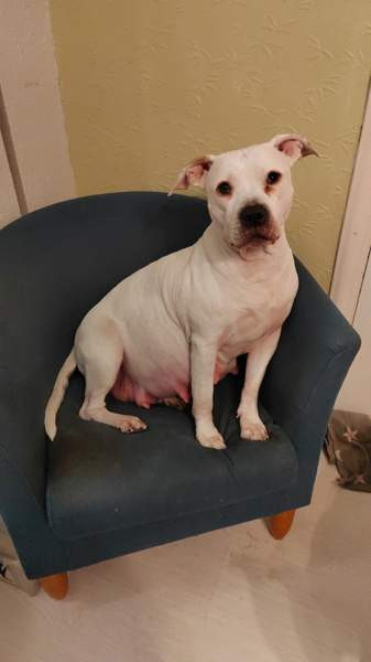 Vahvoja pentuja Rauma - valokuva 6