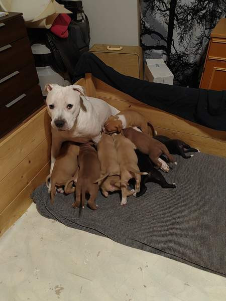 Vahvoja pentuja Rauma - valokuva 1