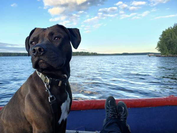 Vahvoja pentuja Rauma - valokuva 7