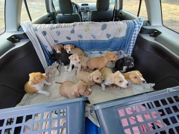 Vahvoja pentuja Rauma - valokuva 4