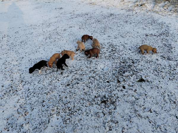 Vahvoja pentuja Rauma - valokuva 3