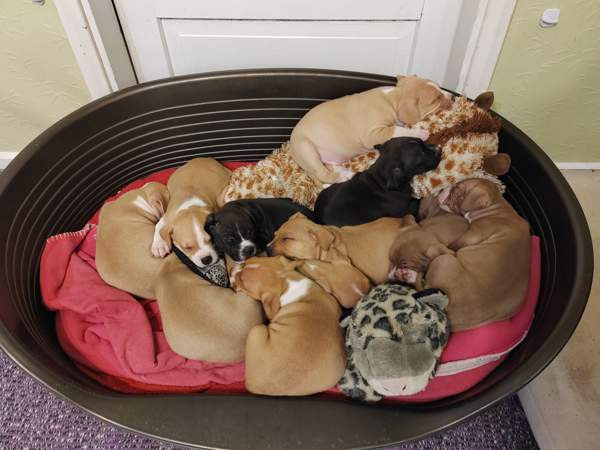 Vahvoja pentuja Rauma - valokuva 5