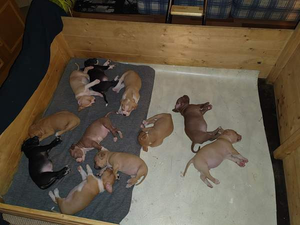 Vahvoja pentuja Rauma - valokuva 2