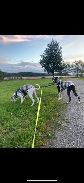 Villapaita (Whippet) 55 cm Каарина - изображение 2