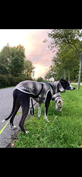 Villapaita (Whippet) 55 cm Каарина - изображение 1