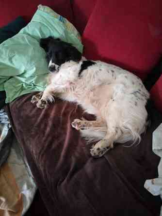 Koiralle kärry  polkupyörään Helsinki