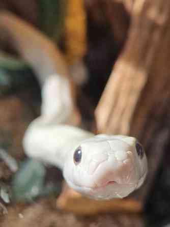 Teksasin rottakäärme Kristiinankaupunki