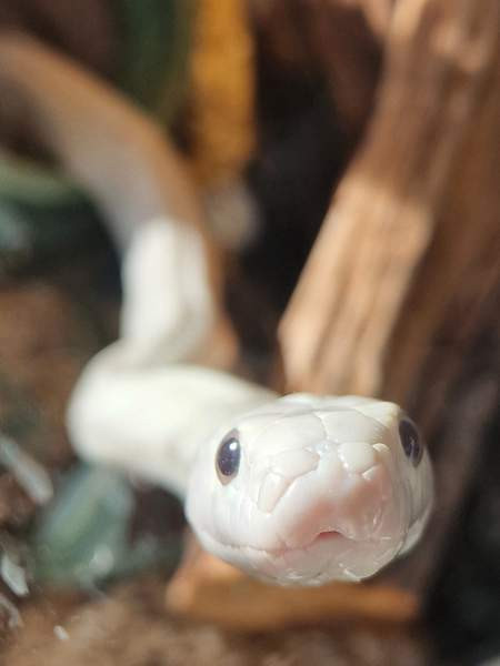 Teksasin rottakäärme Kristiinankaupunki - изображение 1