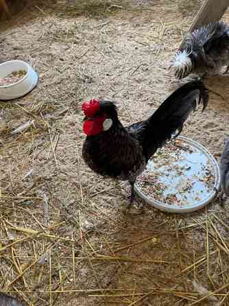 Hieno kukko Янаккала