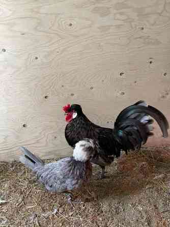 Hieno kukko Янаккала