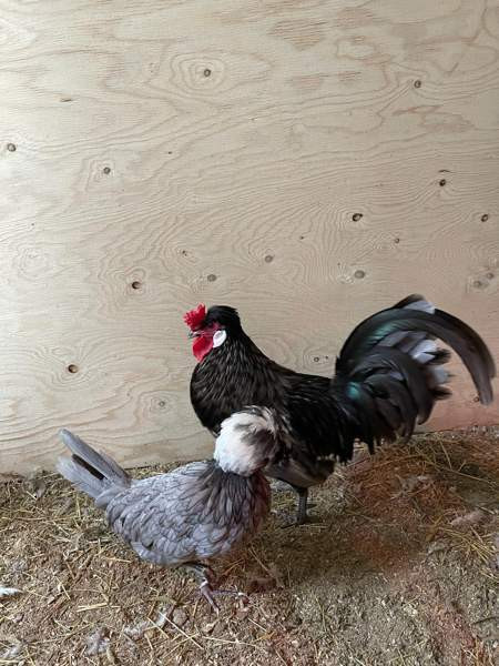 Hieno kukko Janakkala - photo 2