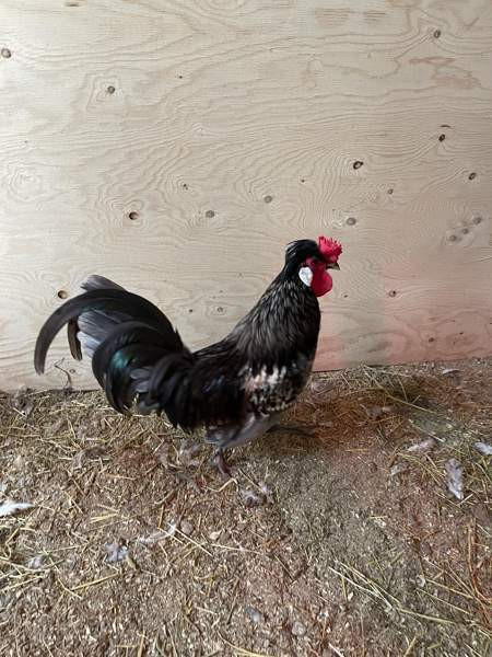 Hieno kukko Janakkala - photo 1