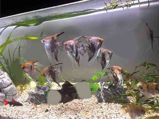 Kalaparvi upeilla evillä. Lehtikala. Rauma