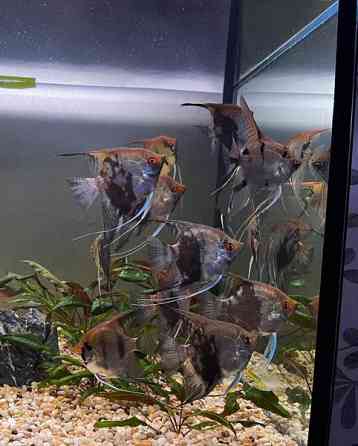 Kalaparvi upeilla evillä. Lehtikala. Rauma