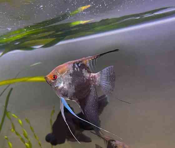 Kalaparvi upeilla evillä. Lehtikala. Rauma