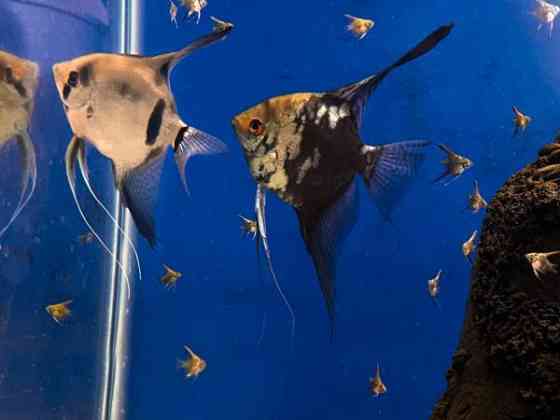 Kalaparvi upeilla evillä. Lehtikala. Rauma