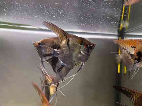 Kalaparvi upeilla evillä. Lehtikala. Rauma