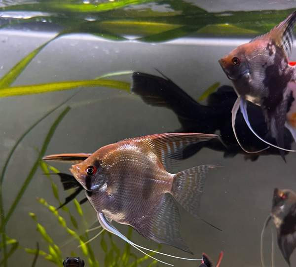 Kalaparvi upeilla evillä. Lehtikala. Rauma - photo 4